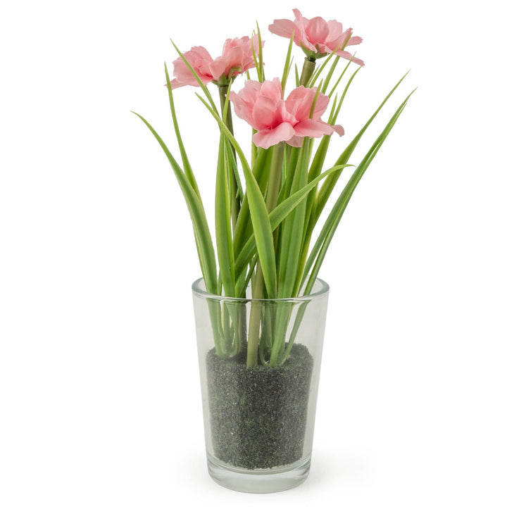 19cm Transvaal Daisy in Glass Vase