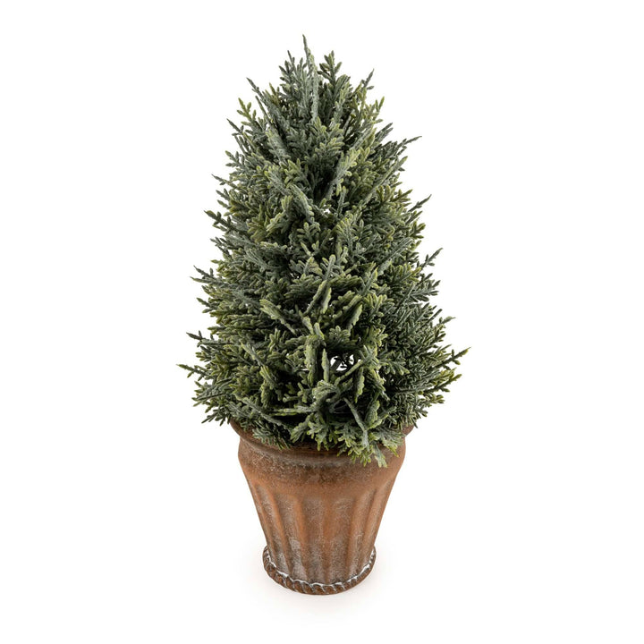 29cm Cypress Tree in Pot
