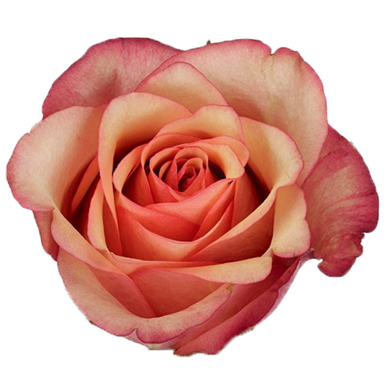 Artificial Rustic Rose | Pink