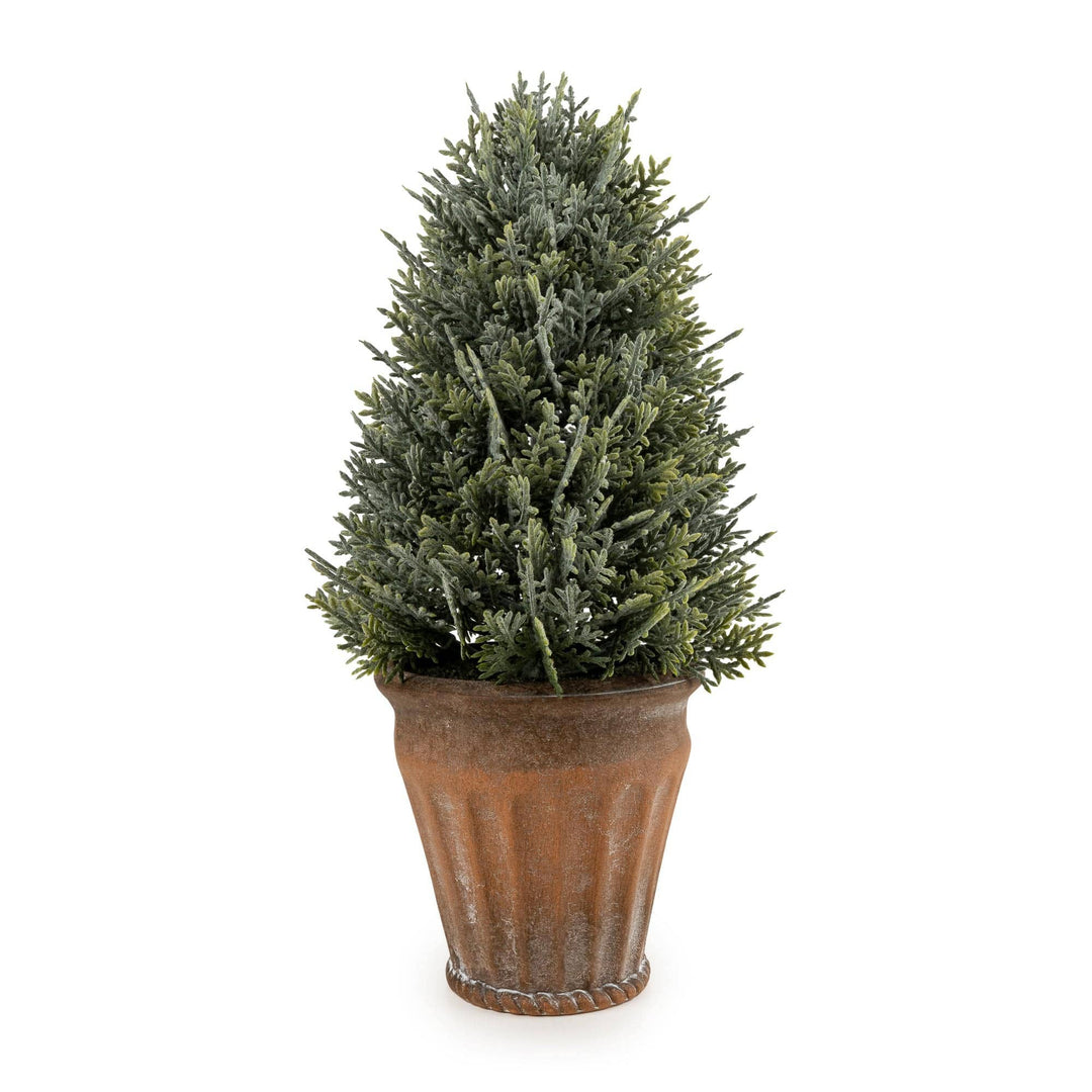 29cm Cypress Tree in Pot
