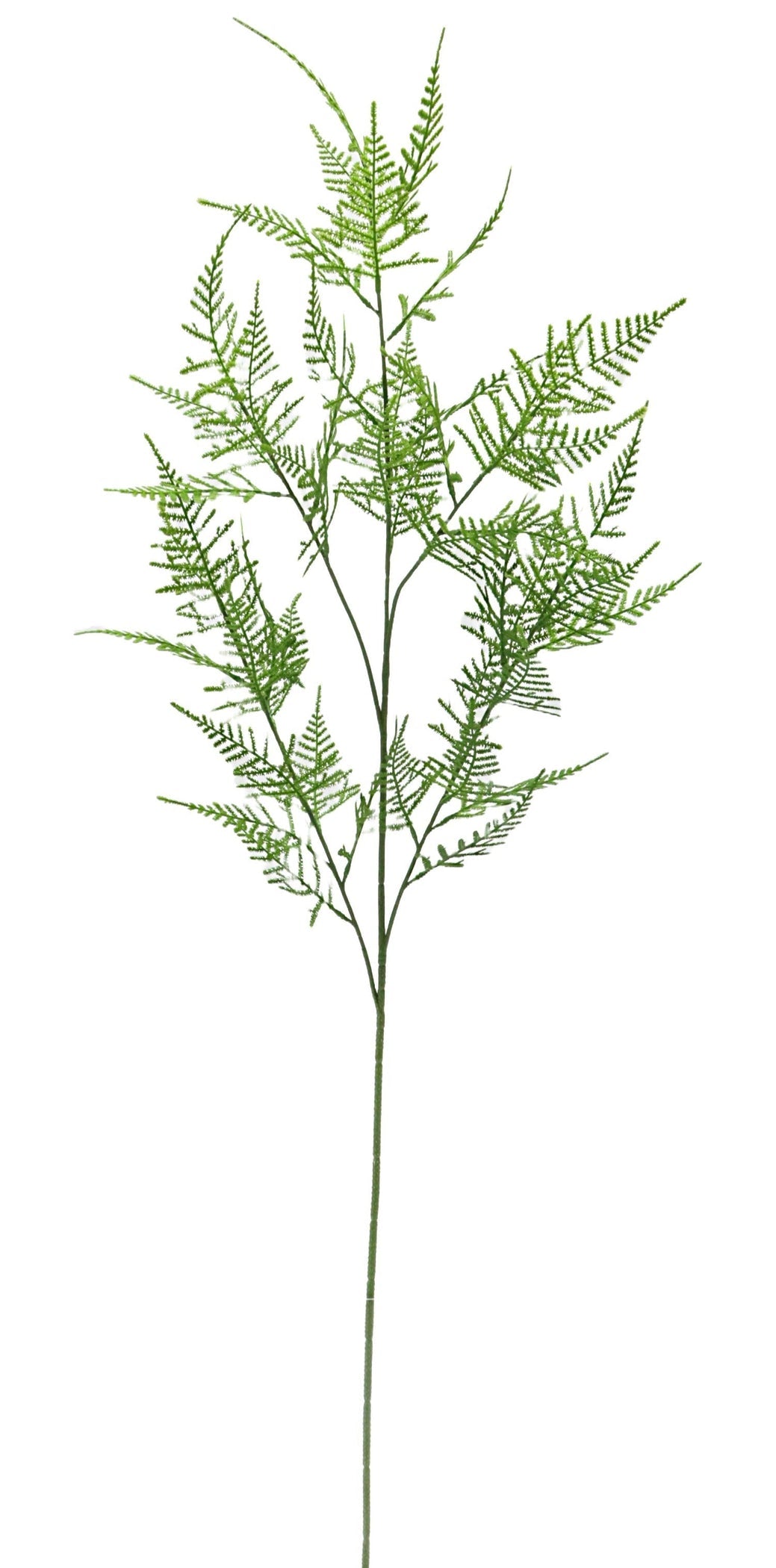 Single Long Green Asparagus Fern Spray
