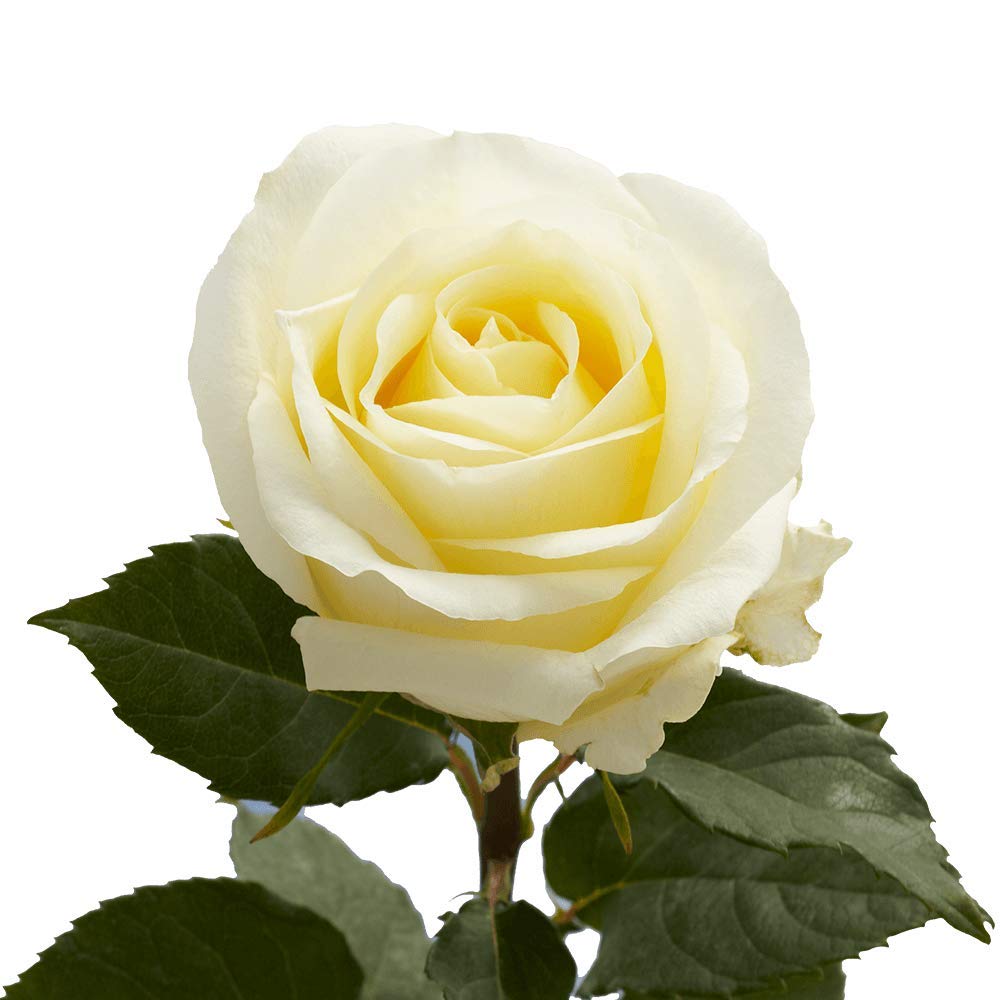 Artificial Single Cream Rose Stem